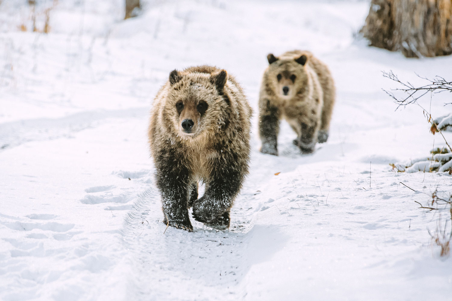 Grizzly 399 cubs